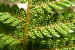 Cyathea colensoi.  Acicular pale brown scales interspersed with tiny red acaroid scales at junction of primary pinna and secondary pinnae.
 Image: L.R. Perrie © Leon Perrie 2012 CC BY-NC 3.0 NZ
